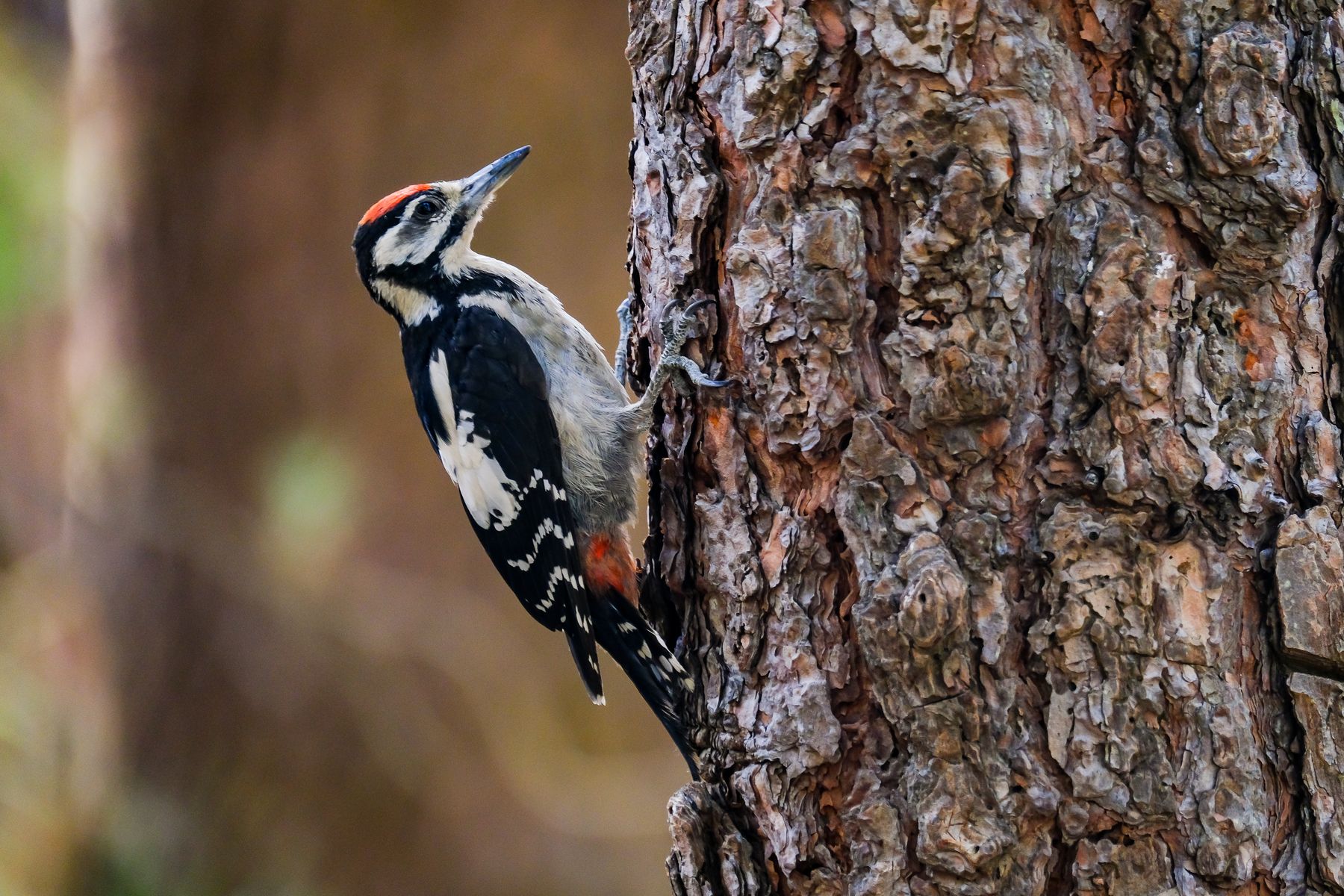 Observar aves